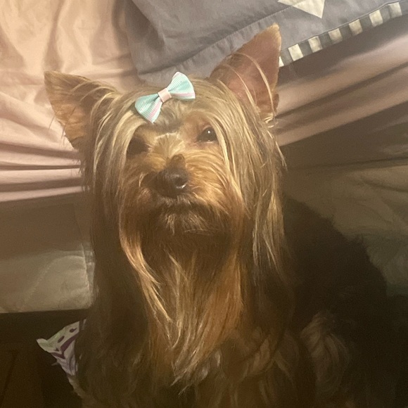 Meet your Posher, Lorry - Picture 4 of 7